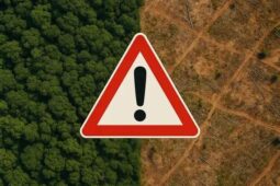 Desmatamento amazônico cresce e preocupa Brasil